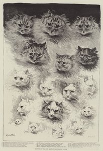 Skitser af Cat Show i Crystal Palace
